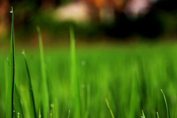 green rice plants, cool air in the rice fields in the morning
