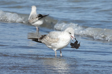 seagull in the water