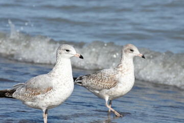 seagull on the beach
