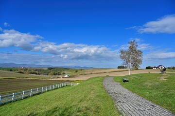美瑛の丘で見たのんびりくつろげる情景＠北海道