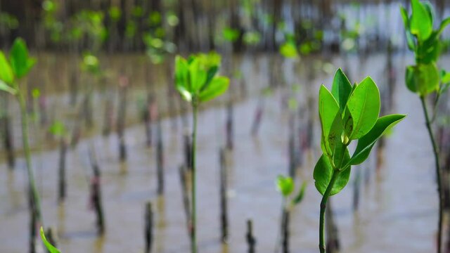 Young plant Mangrove Tree of Mangrove Forest, Mangrove planting activities at tropical mangrove forest in tropical wetland area,. 
