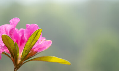 Flower On Blurred Background With Copy Space