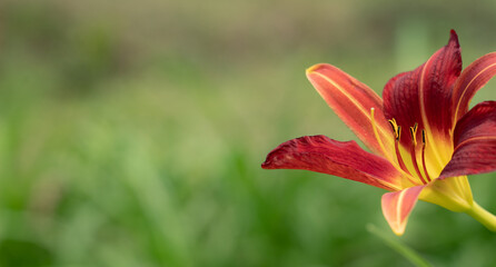Lily Flower on a Blurred Green Background Banner