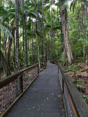 Obraz premium Boardwalk into the rain forest.