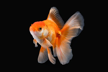 Pet yellow white gold fish with long flowery wave tail swimming in aquarium water on black...