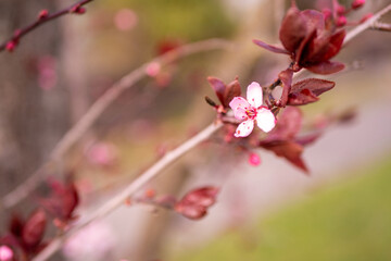 咲き始めのバンクーバーの桜