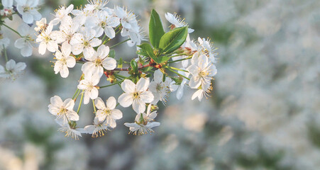 Obraz premium Крупный план красивых белых цветов на плодовом дереве на белом фоне