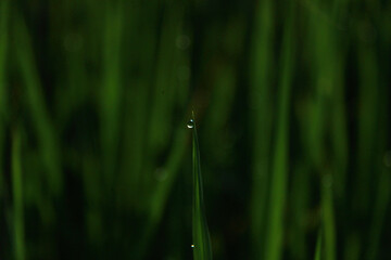 green rice plants, cool air in the rice fields