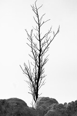 branches of a bush on snow 