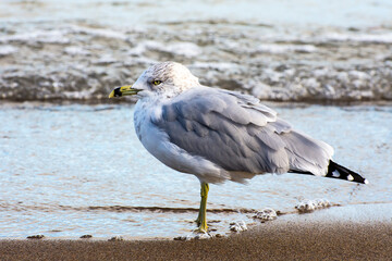 seagull on the beach