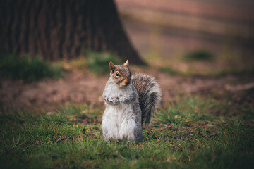 English grey squirrel