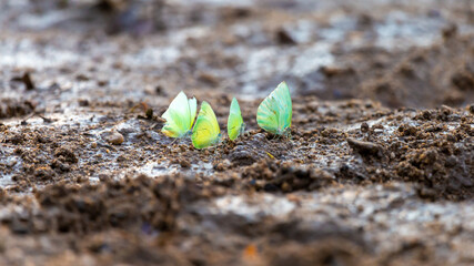 Close-up A group of yellow butterflies on the wet ground by the river. Found during the summer in Thailand.