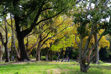 Naklejka premium クスノキの若葉が瑞々しい公園に子どもたちがいる風景