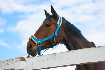 Beautiful brown horse with a blue bridle gnawing in the mouth against a blue sky