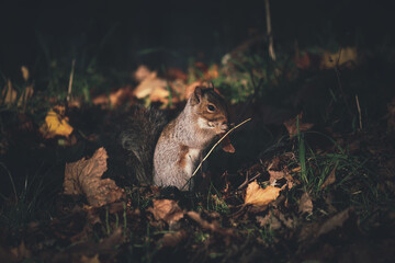 British grey squirrel in the park