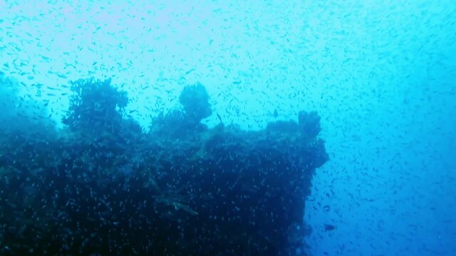 small tropical fish being hunted around a coral reef
