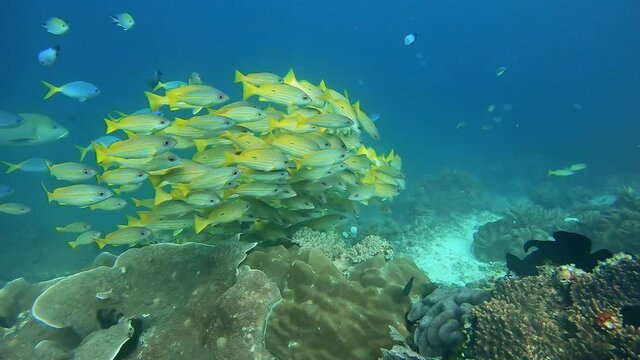Small school of yellow snapper fish swimming in formation