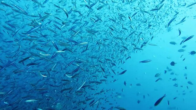 Small anchovies being chased and hunted