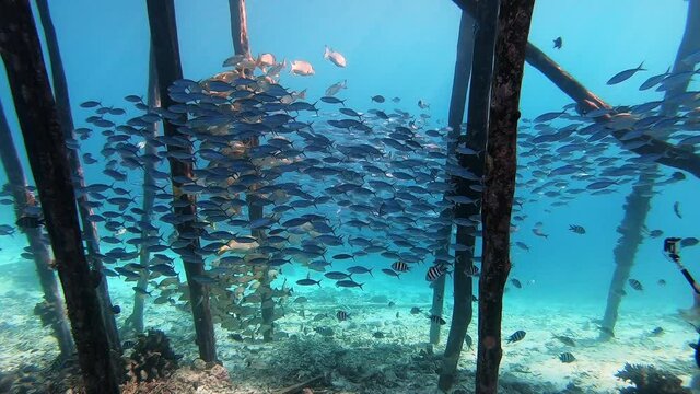 A school of small fish sheltering under a jetty