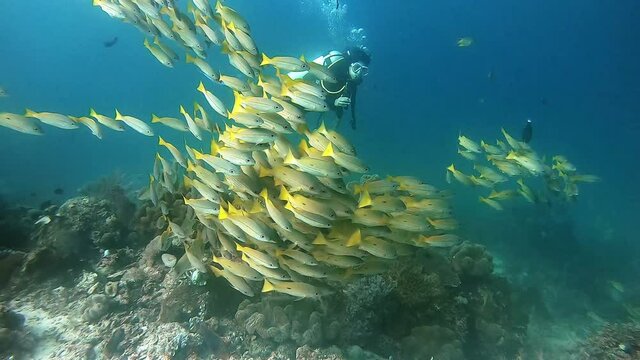 A school of snapper fish swimming in front of a scuba diver
