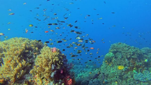 Small tropical fish swimming around a colorful coral