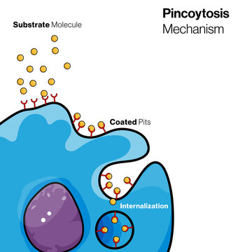 Illustration of Mechanism of Pinocytosis of endocytosis in Cell.