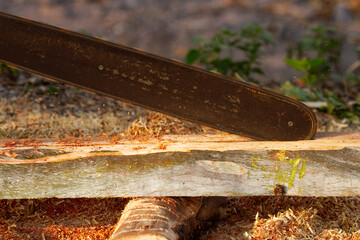 Chainsaw Close-up of woodcutter sawing chain saw in motion,