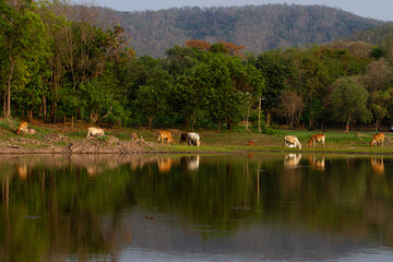 Fototapeta na wymiar Cows along the reservoir, cattle farmers in the nature of Thailand.