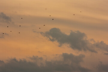 Birds and Clouds