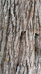 Tree bark texture isolated on background