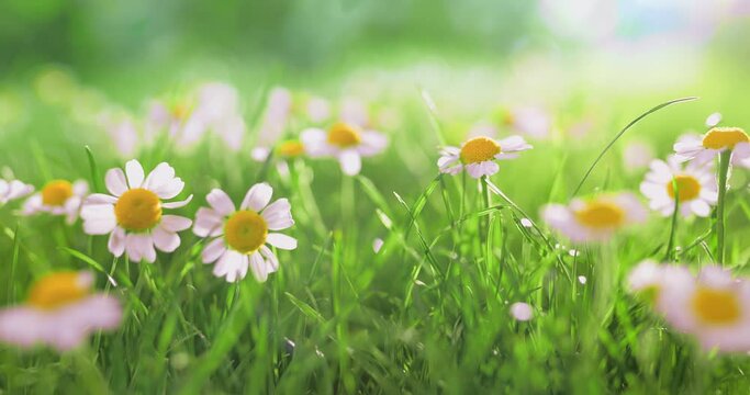 Green Meadow With Daisy Flowes