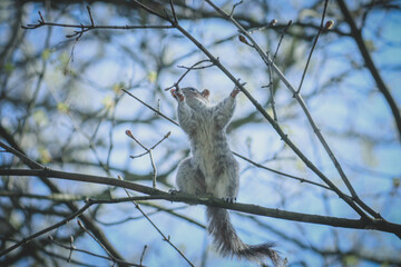English grey squirrel 