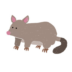 ポッサム　オーストラリアの動物