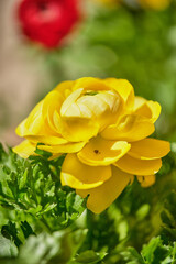 Gentle buttercups in the garden on a sunny day close-up