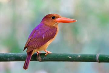  halcyon coromanda (ruddy kingfisher) perching on fresh bamboo branch expose over fine blur background