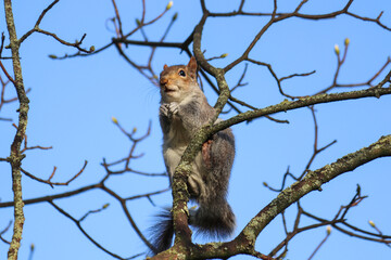 English grey squirrel 