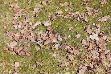 Last year's old brown foliage on young green grass at Sunny spring day background texture