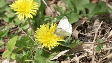 Cabbage White Butterfly (Pieris Rapae) Feeding On Blossoming Yellow Flower At Daytime In Saitama, Japan. - Close Up Shot