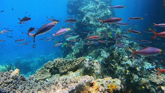 Small tropical fish swimming over a healthy coral reef with coral covered boulders in the background