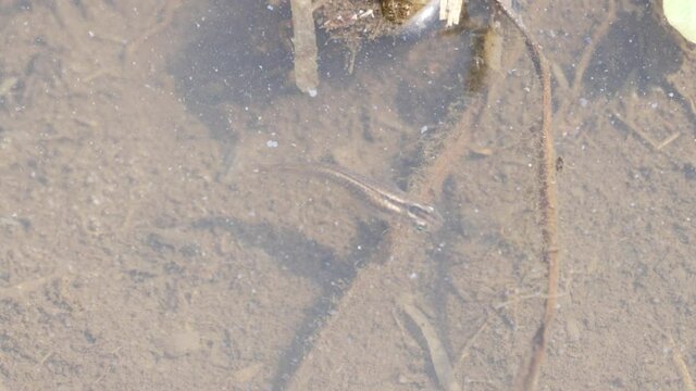 Japanese Rice Fish (Medaka) Swims In Clear Shallow Pond Water. overhead
