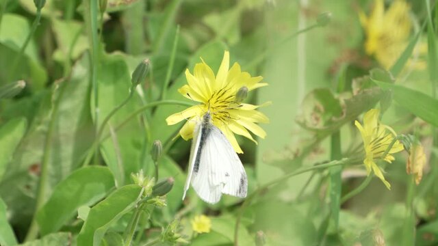 Male Cabbage White Butterfly On A Yellow Flower In The Garden Near Saitama, Japan - close up