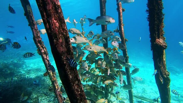 Fish seeking shelter under a jetty in clear water