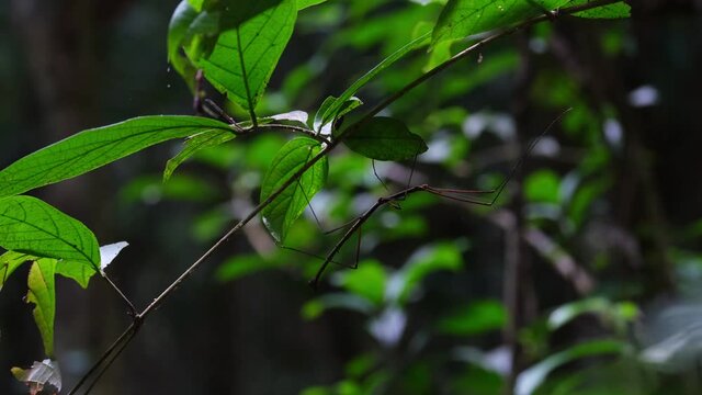 Stick Insect, Phasmid, Thailand; found under the leaves of the plant zoomed out to reveal its natural habitat in the rainforest.