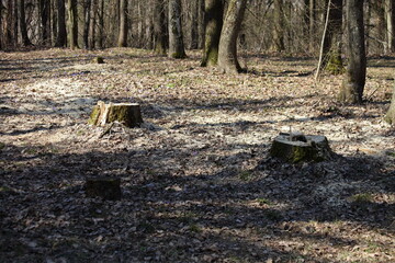 Stumps of cut down trees with a rotten core in a forest clearing on a sunny spring day, prevention of forest diseases