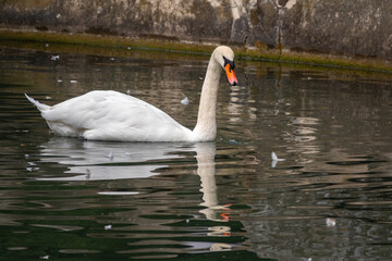A graceful white swan swimming on a lake with dark green water. The white swan is reflected in the water