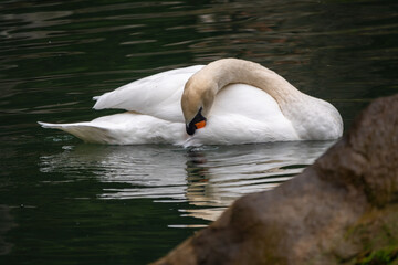 Fototapeta premium A graceful white swan swimming on a lake with dark green water. The white swan is reflected in the water