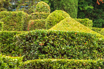 Obraz premium Neatly trimmed bushes in the summer or autumn park.