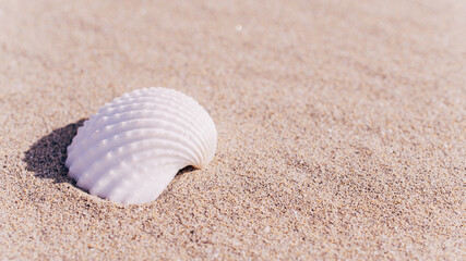 Fototapeta na wymiar Summer holidays background. Seashells, shells on sand tropical sea beach. Tranquil beach scene with copy space.