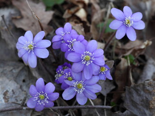 Fresh blooming purple snowdrops on the background of last year's brown  foliage in the forest,...