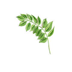 Tree branch with long green leaves. Hand-drawn twig of foliage plant.